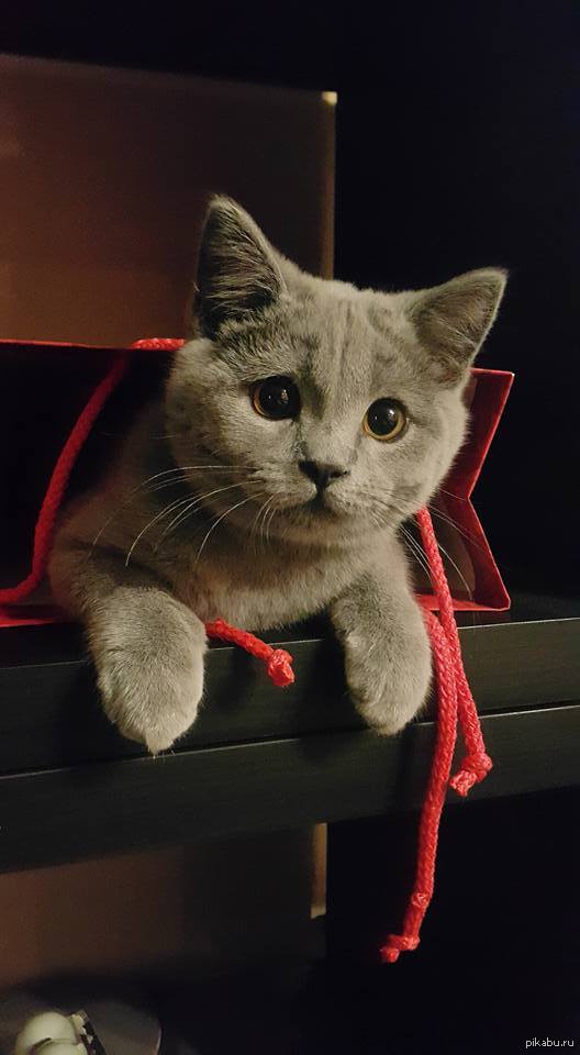 Котенок Халк