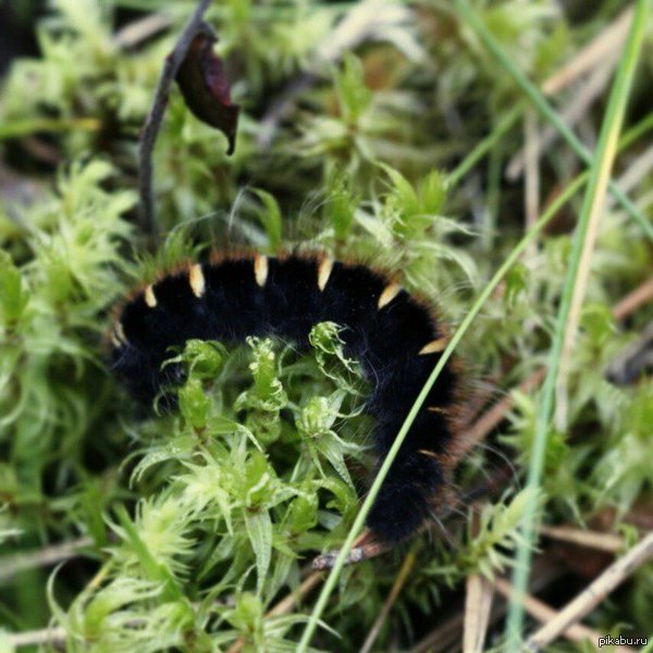 Лангольеры в лесу)