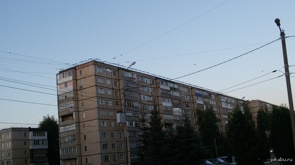 Хорошо ли пикабушники ворон считают?