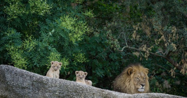 Zoo born. Зоопарк Базеля (Швейцария. Львиное семейство. Лев на прогулке. Zoo Lion.