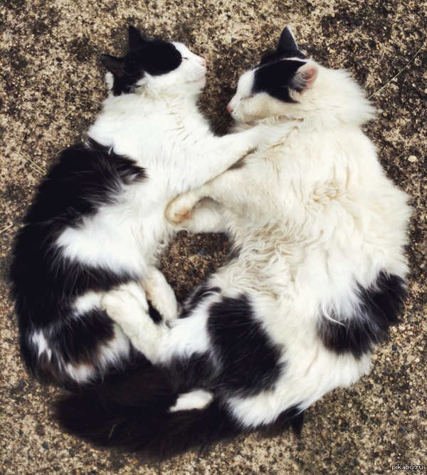 ����� ��� ������ �������