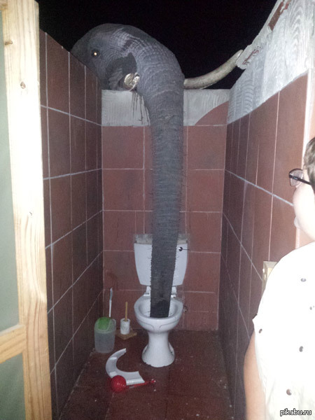 Решил сходить в туалет, а там...