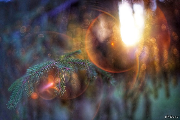 Super takumar 50mm 1.4 на открытой