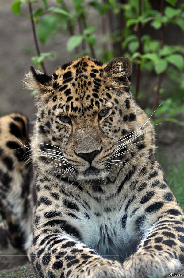 Greatness. Rusher the Amur Leopard (Panthera pardus orientalis). Usti nad Labem Zoo, Czech Republic.