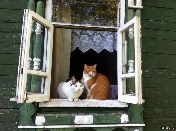 Пасторальные котики