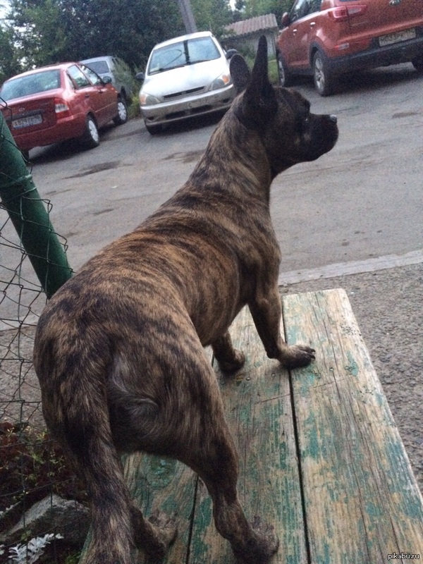 Помогите узнать, что за порода у собаки, пожалуйста!