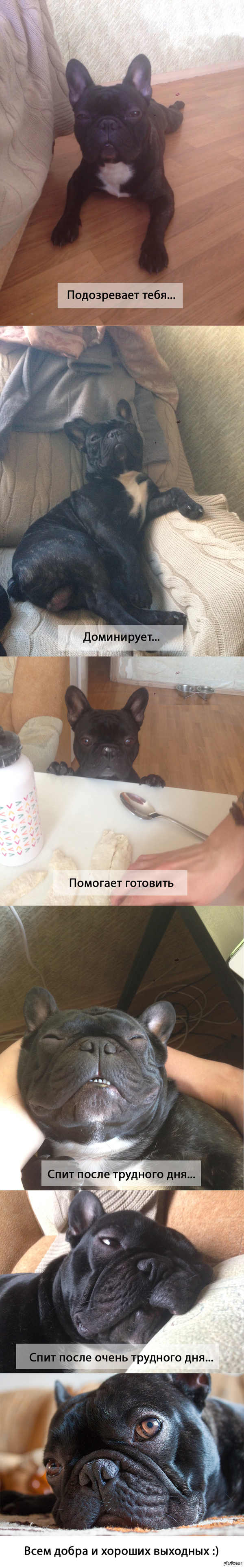 Пятничное мое. Это мой друг Арчи :)