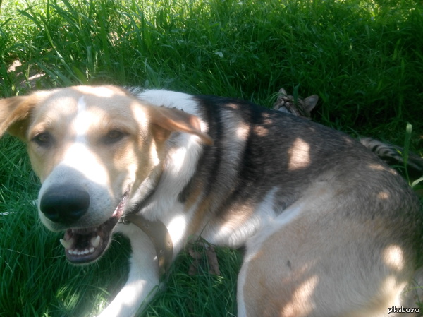 �� ����� "����� ����"