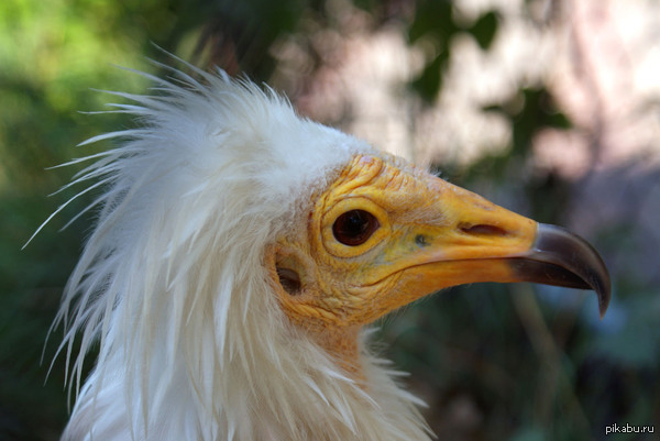 Стервятник Прогулки по Ростовскому зоопарку