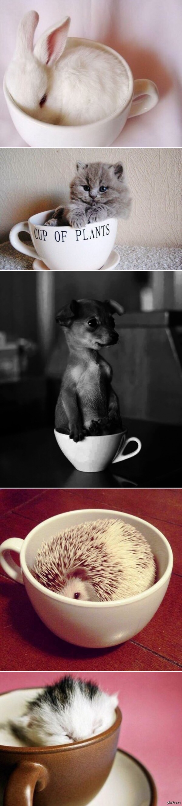 �����, ������ ��������