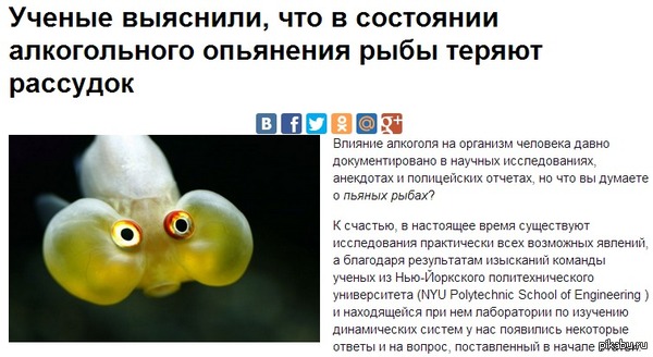 Напоить рыбу алкоголем... Как им это в головы то приходит?