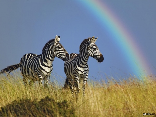 Rainbow