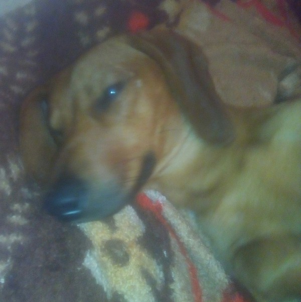 Found red dachshund - My, Dachshund, Krasnoyarsk, Found a dog, Dog