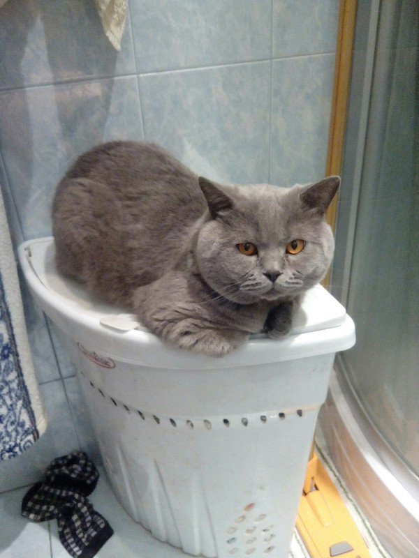 Это мой котейкин :-) Моё, Котомафия, Длиннопост