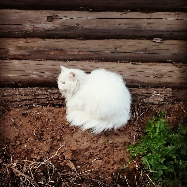 White cat in your feed - cat, Wooden house, The photo