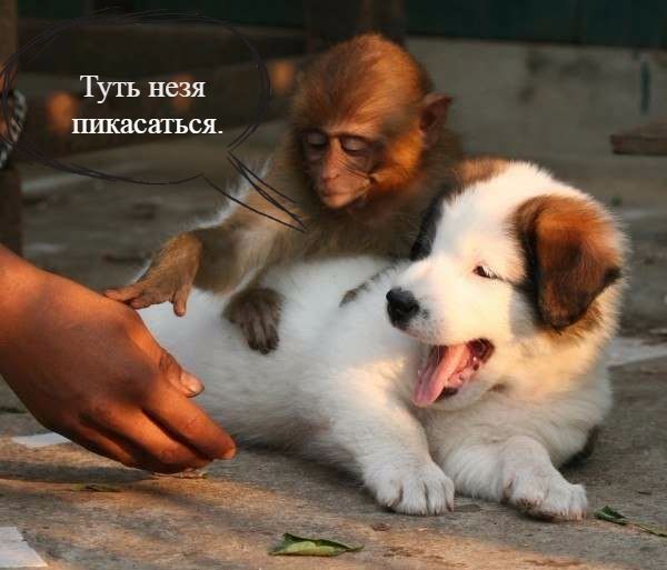 Don't grope here - My, Dog, Monkey, Tuti, Milota, Puppies