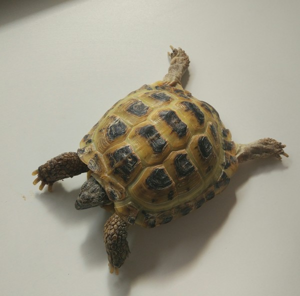 What color to paint the turtle? - My, Turtle, Animals, Artist, Art, Survey, Question, Help