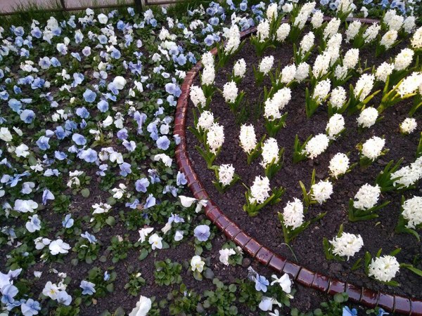 Peekaboo smart help identify the white flowers in the flowerbed. We argued. - Dispute, Flowers, Help me find, League of detectives, 