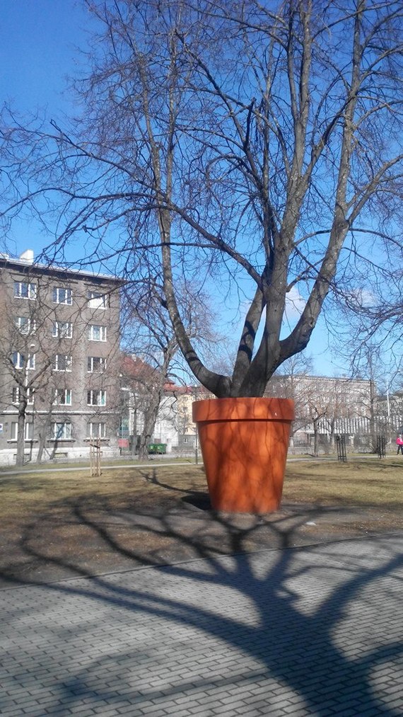 When there is no more room at home - Tallinn, Houseplants, Seedling, , Pots