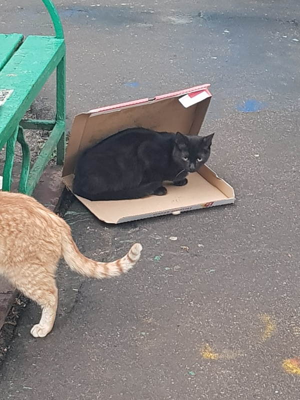 Have you ordered a cat? - My, cat, Box, Longpost