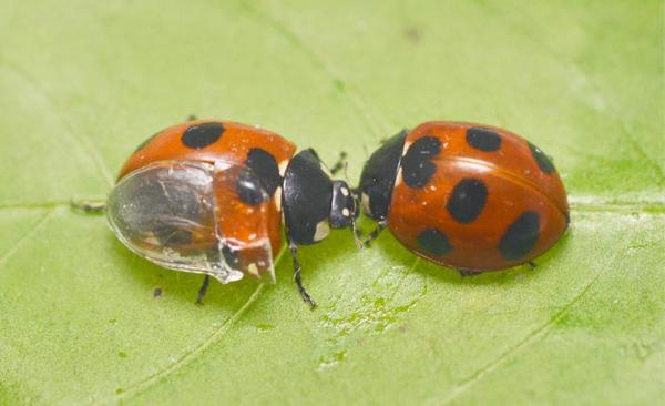 Scientists unravel the mystery of the ladybug's foldable wings - Interesting, ladybug, Japan, GIF, Video, Longpost