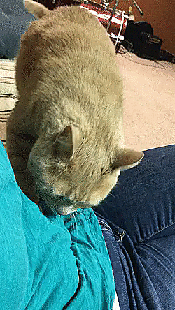 I never considered myself complete until my cat started doing it... - cat, Massager, Massage, , GIF