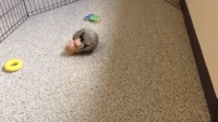 Игривый броненосёнок