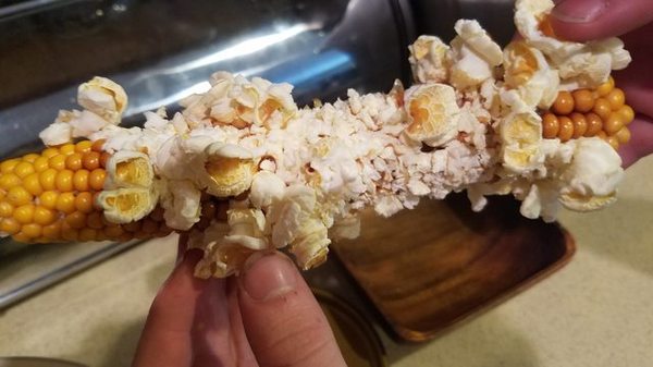 popcorn on the cob - Corn, Popcorn, Interesting