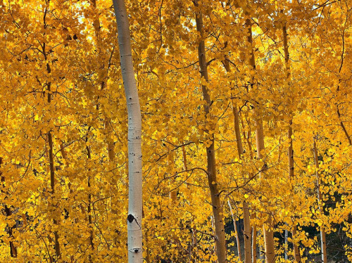 Pando is the largest tree in the world - My, Evolution, Interesting, Tree, Longpost