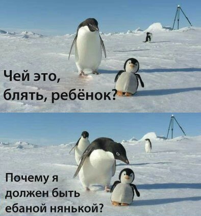 Yazhpenguin - Penguins, Подстава, Mat, Longpost