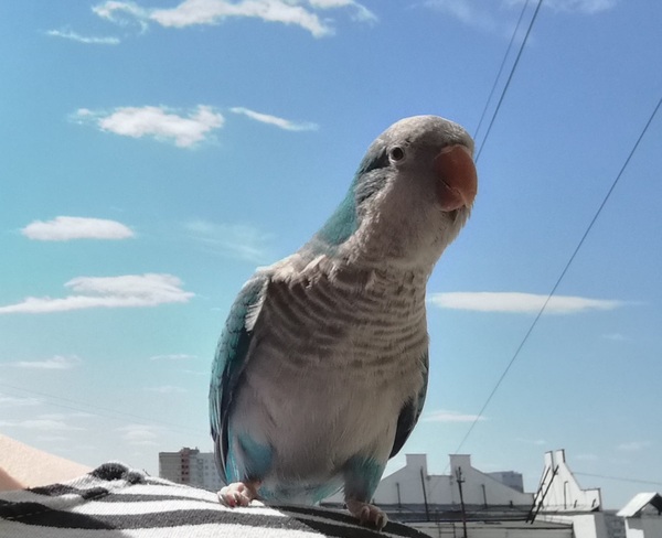 Parrots in your feed - My, A parrot, , Friend, Longpost, Animals, Birds, monk parakeet