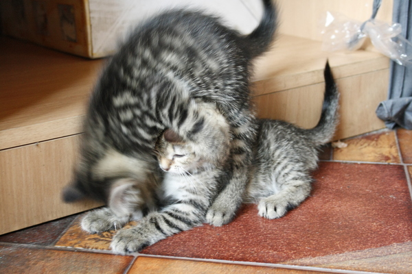 Как мы котят спасали Кот, Спасение, Милота, Котобесие, Все хорошо, История, Реальная история из жизни, Длиннопост