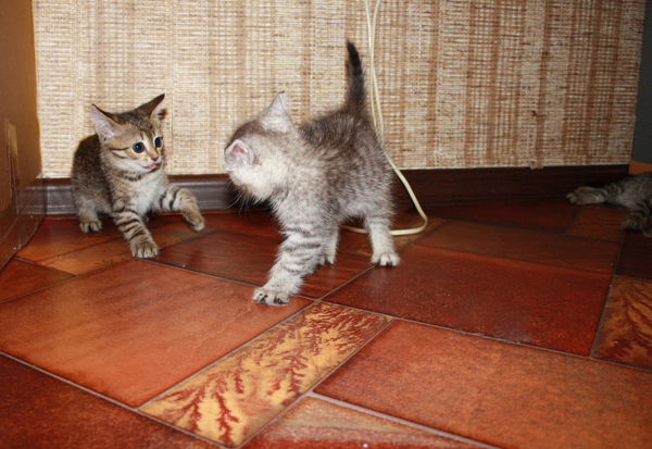 Как мы котят спасали Кот, Спасение, Милота, Котобесие, Все хорошо, История, Реальная история из жизни, Длиннопост