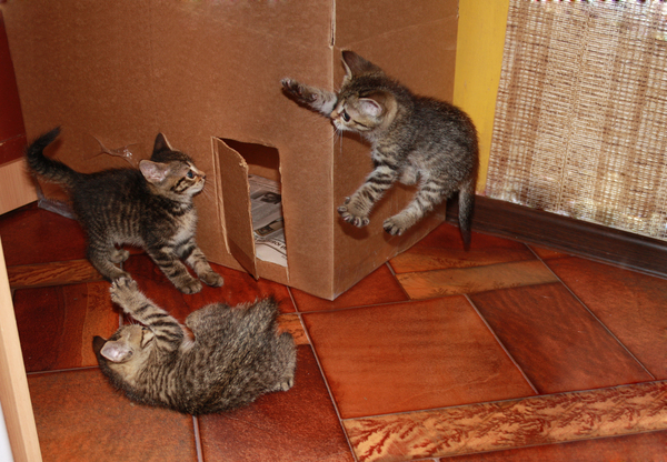 Как мы котят спасали Кот, Спасение, Милота, Котобесие, Все хорошо, История, Реальная история из жизни, Длиннопост