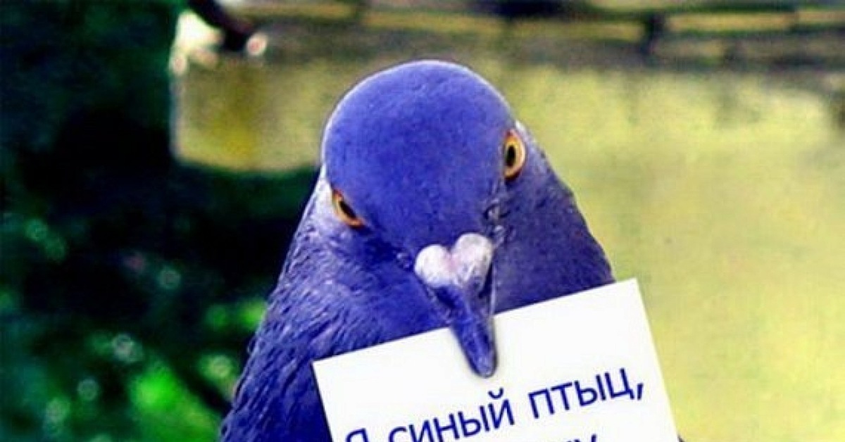 Голуби С Днем Рождения