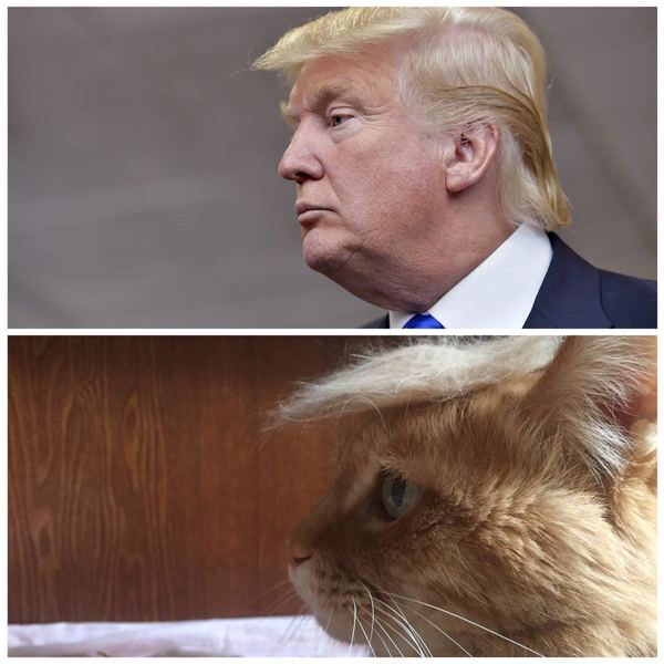 CoTrump - My, cat, Donald Trump, Прическа, Humor, Ginger