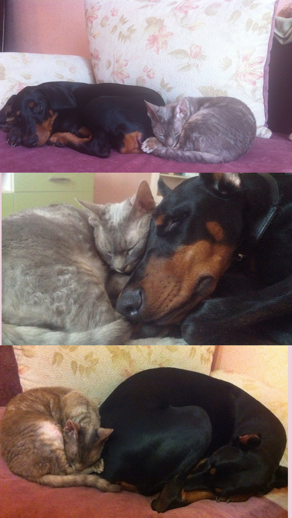 Years go by, habits don't change - My, The photo, cat, Dog, Doberman