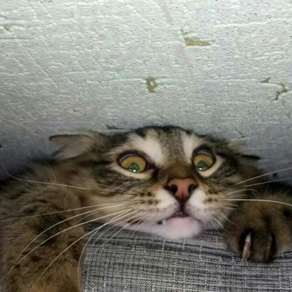 My cat is stuck between the couch and the wall - My, cat, Stuck