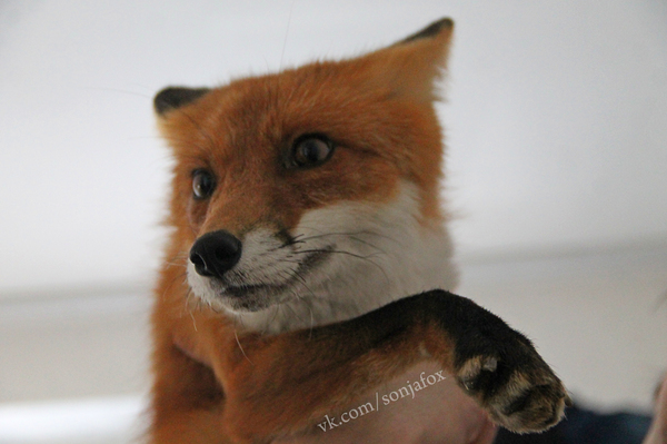 Sweet huntress - My, Fox, Sonya the domestic fox, Domestic fox