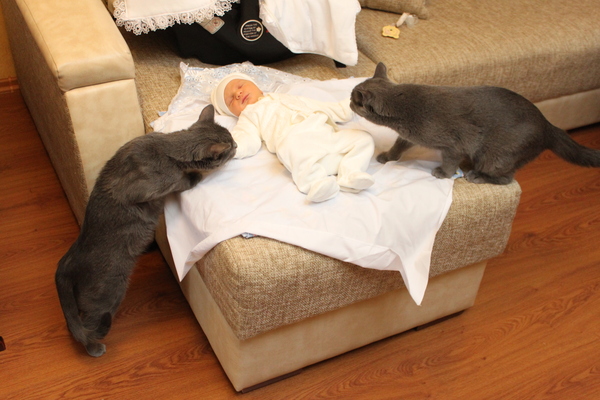 ������ ����������, ����������