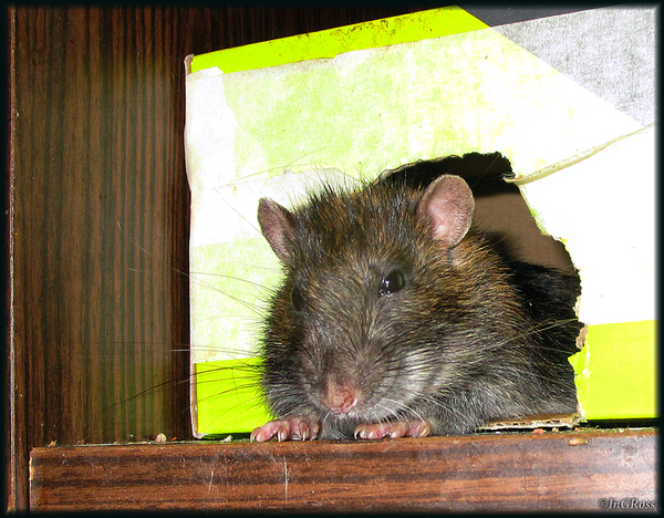 Задумался (Малой, пасюк).