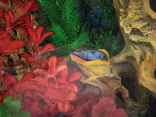 Дельфин прилёг отдохнуть