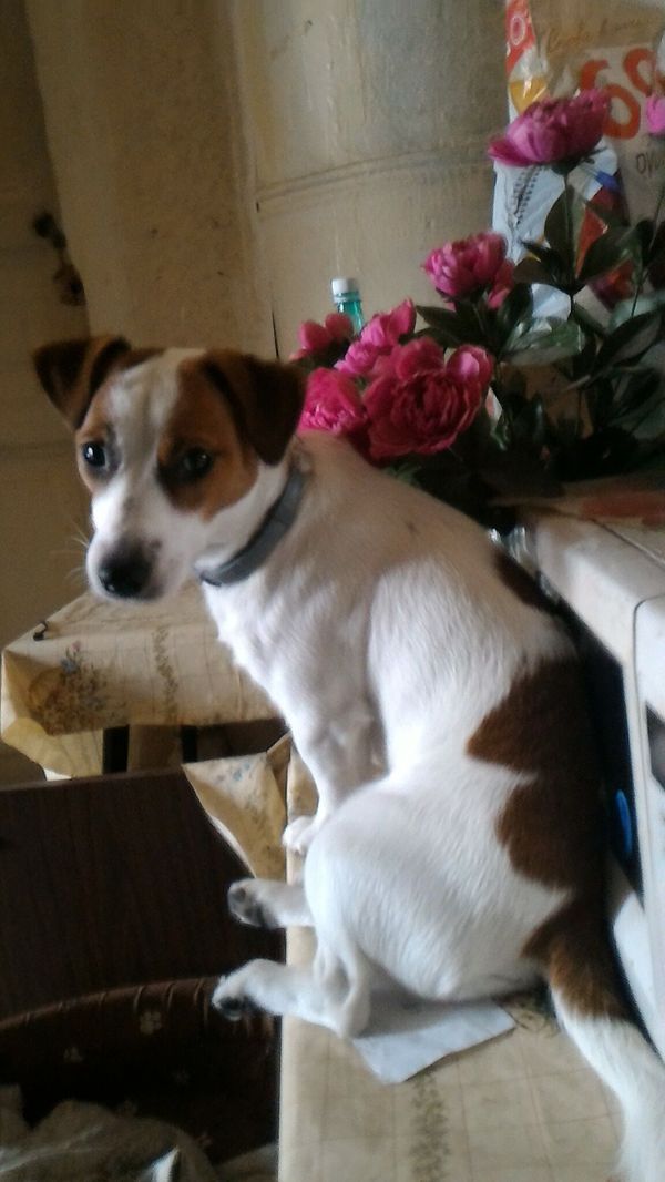 My schilopop) - Jack Russell Terrier, My, Longpost, Dog