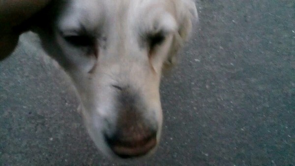 Golden retriever. - My, Golden retriever, Dog, Rublyovka