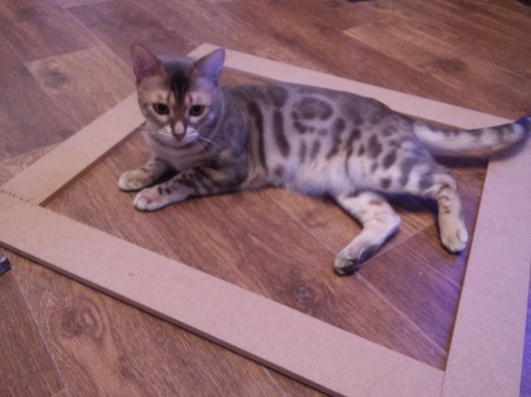 How to catch a cat - method #100500 - My, Bengal cat, Cat trap, cat