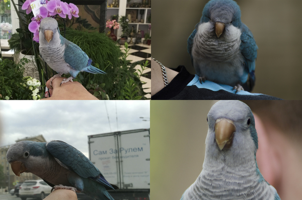 Parrots post in the feed. - My, A parrot, POLLY, Animals, Weekend, Moscow, Walk, Video, Longpost