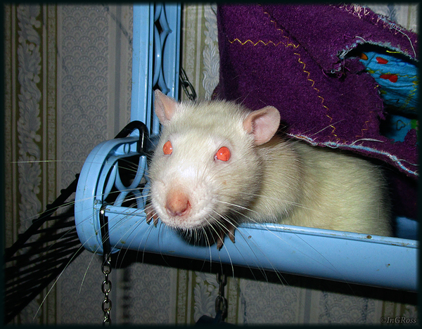 Его вистарство (Алфей).