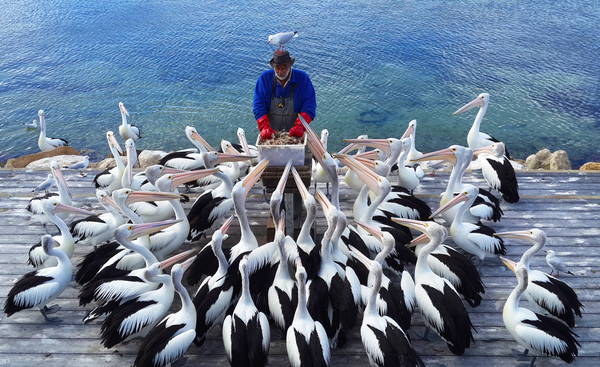 Francis of Assisi preaching to the birds - My, Pelican, Kangaroo Island, Birds, Australia, 