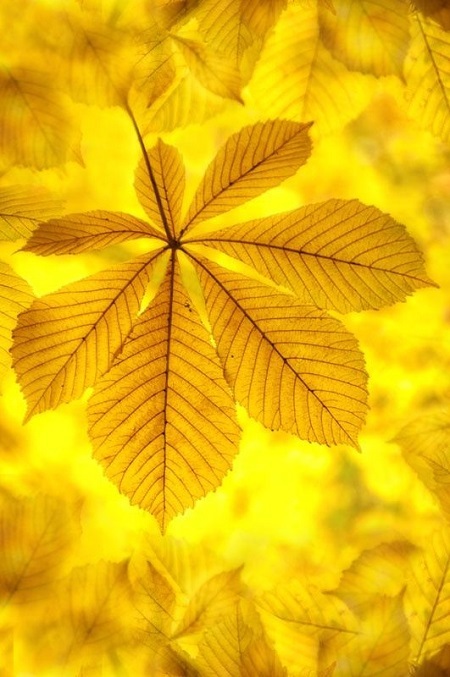 Color magic. Yellow. - Longpost, Images, Color, Yellow