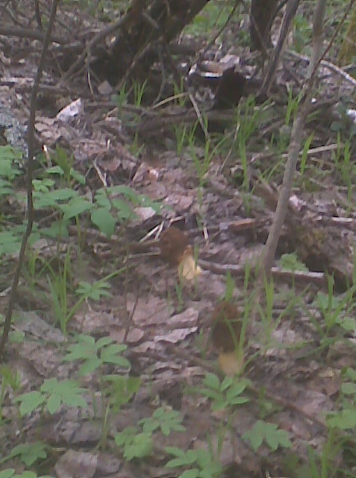 The season has opened, an hour through the forest! Morel. - My, Mushrooms, Silent hunt, Longpost